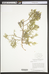 Juniperus virginiana var. virginiana