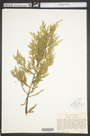 Juniperus virginiana var. virginiana