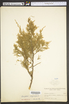 Juniperus virginiana var. virginiana