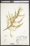 Juniperus virginiana var. virginiana