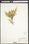 Juniperus virginiana var. virginiana