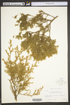 Juniperus virginiana var. virginiana