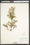 Juniperus virginiana var. virginiana