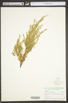 Juniperus virginiana var. virginiana
