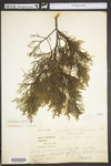 Juniperus virginiana var. virginiana