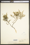 Juniperus virginiana var. virginiana