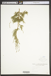Juniperus virginiana var. virginiana