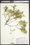 Juniperus virginiana var. virginiana