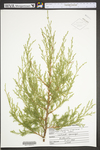 Juniperus virginiana var. virginiana