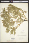 Thuja occidentalis