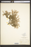 Thuja occidentalis