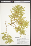 Thuja occidentalis