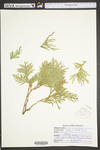 Thuja occidentalis