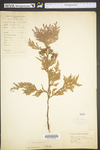 Thuja occidentalis