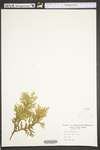 Thuja occidentalis