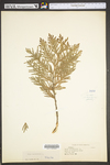 Thuja occidentalis