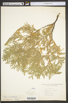 Thuja occidentalis