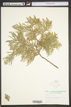 Thuja occidentalis
