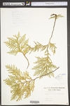 Thuja occidentalis