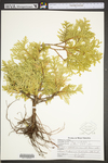 Thuja occidentalis