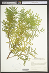 Thuja occidentalis