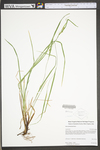 Carex planispicata