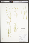 Carex willdenowii