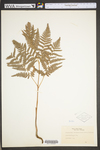 Pteridium aquilinum var. latiusculum