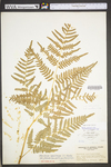 Pteridium aquilinum var. latiusculum