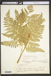 Pteridium aquilinum var. latiusculum