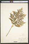 Pteridium aquilinum var. latiusculum