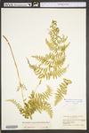 Dennstaedtia punctilobula