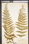 Dennstaedtia punctilobula
