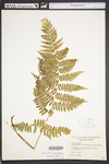 Dennstaedtia punctilobula
