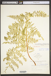 Dennstaedtia punctilobula