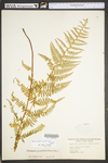 Dennstaedtia punctilobula