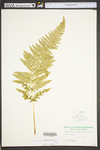 Dennstaedtia punctilobula