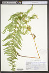 Dennstaedtia punctilobula