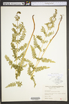 Dennstaedtia punctilobula