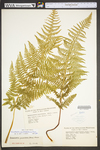 Dennstaedtia punctilobula