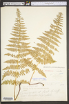 Dennstaedtia punctilobula