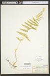 Dennstaedtia punctilobula