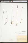 Drosera rotundifolia var. rotundifolia