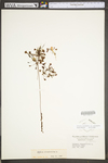 Drosera rotundifolia var. rotundifolia