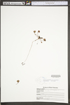 Drosera rotundifolia var. rotundifolia