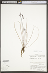 Drosera filiformis
