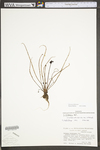 Drosera filiformis