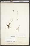 Drosera rotundifolia var. rotundifolia
