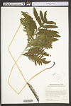 Onoclea sensibilis
