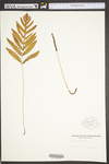 Onoclea sensibilis